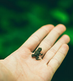 У чому різниця між small, few та little?