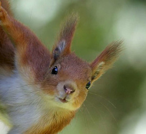 Институт для белочек — ошибки при переводе специализированных терминов